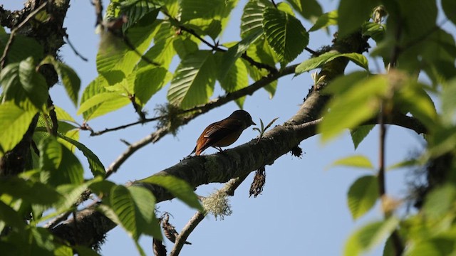 Gobemouche ferrugineux - ML624966659