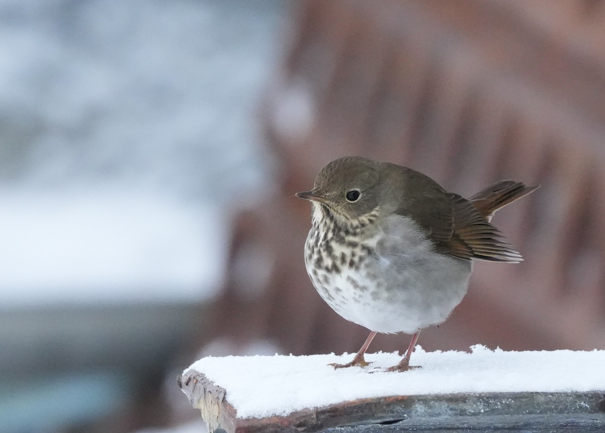 Hermit Thrush - ML624966677