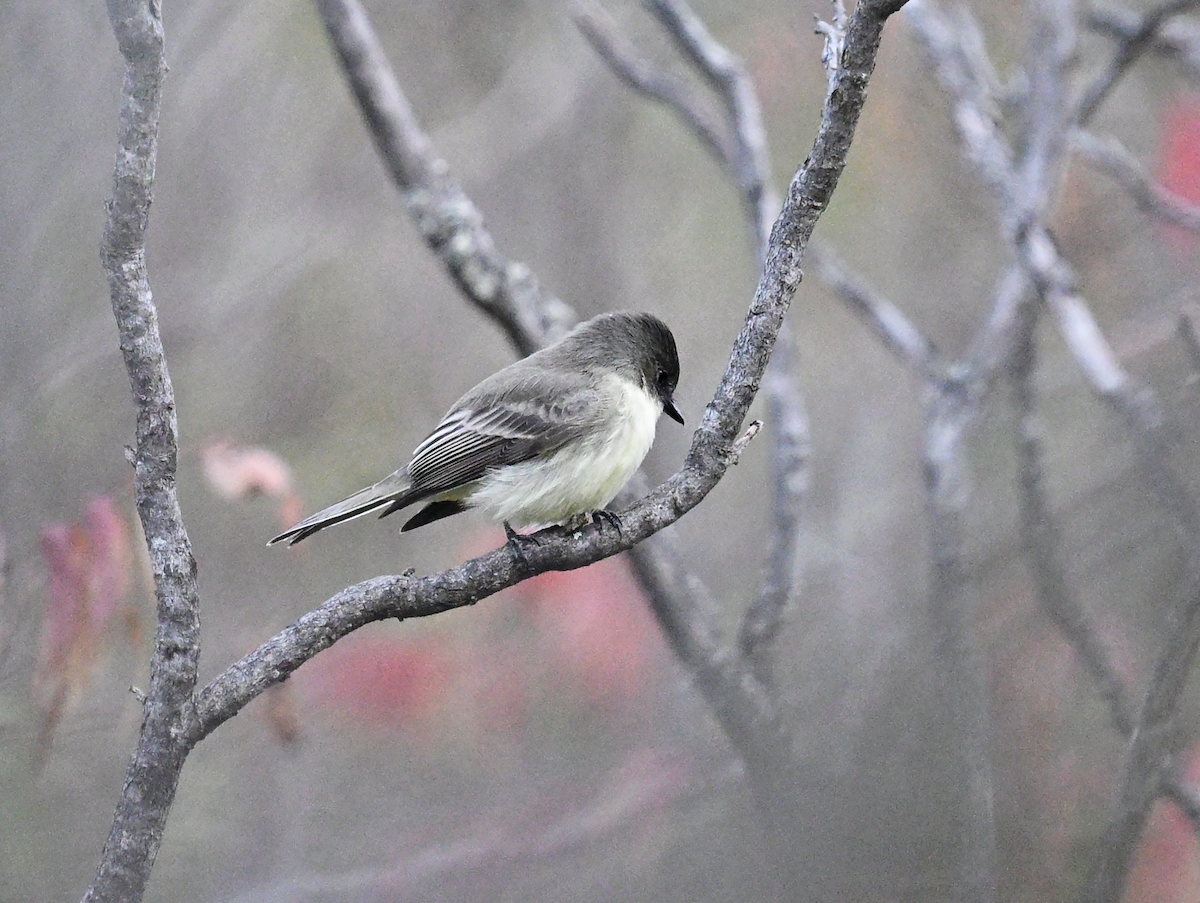 Eastern Phoebe - ML624966872