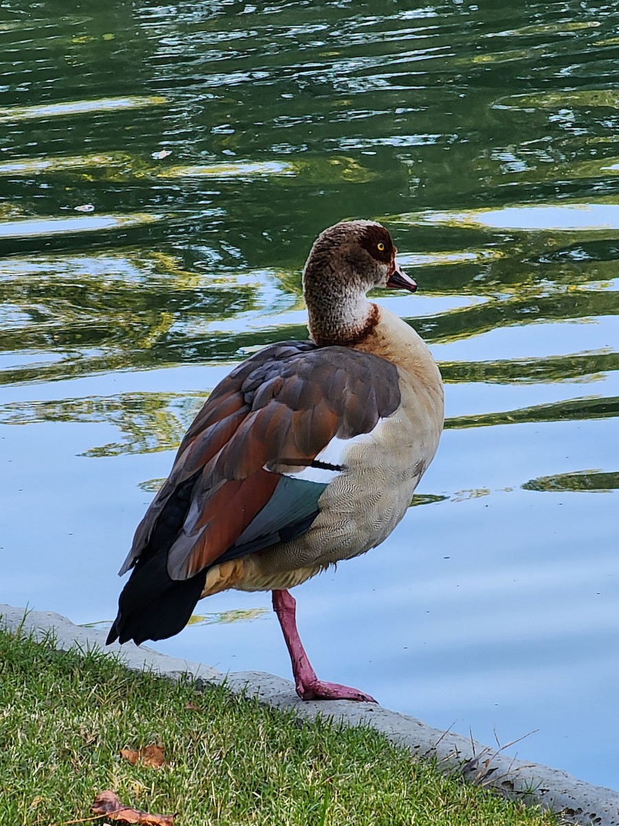 Egyptian Goose - ML624966906