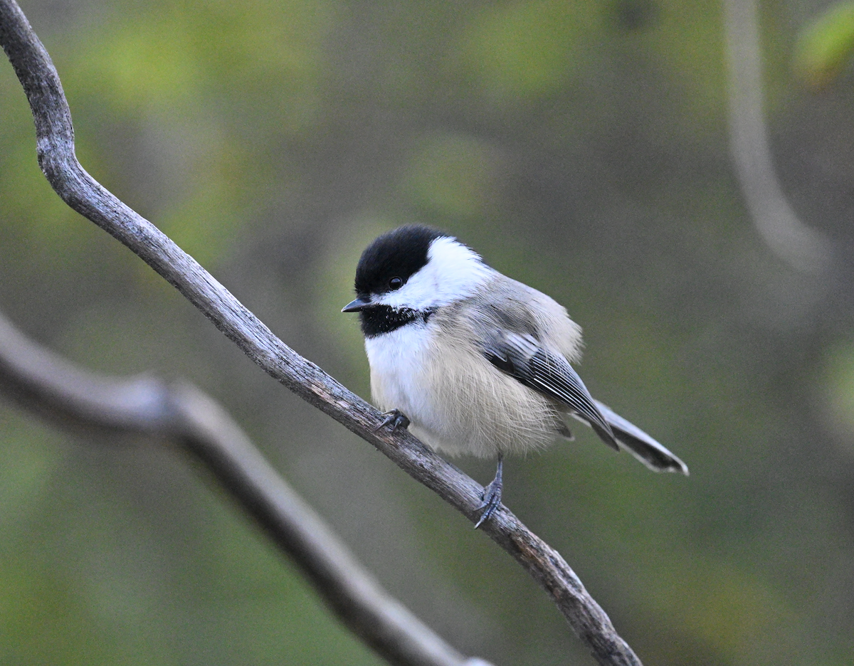 Black-capped Chickadee - ML624966934