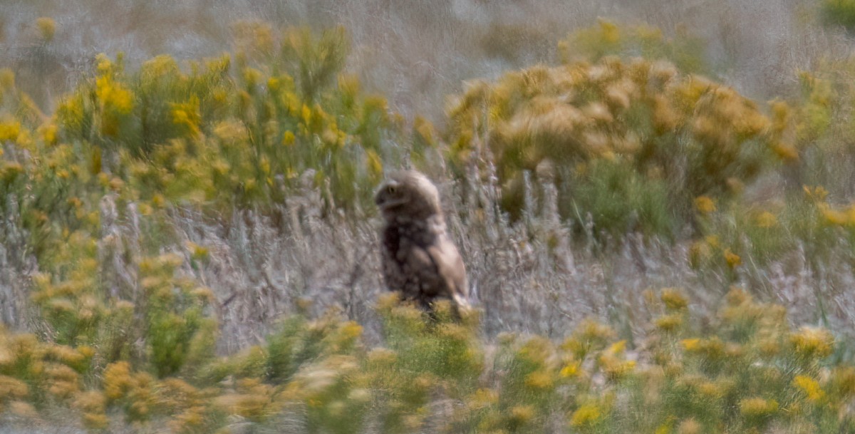 Burrowing Owl - ML624966947
