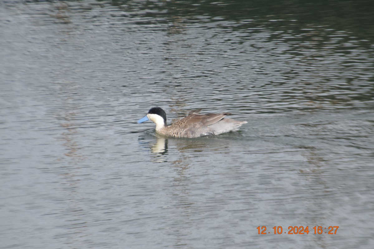 Puna Teal - Reynaldo Valdivia Reyes