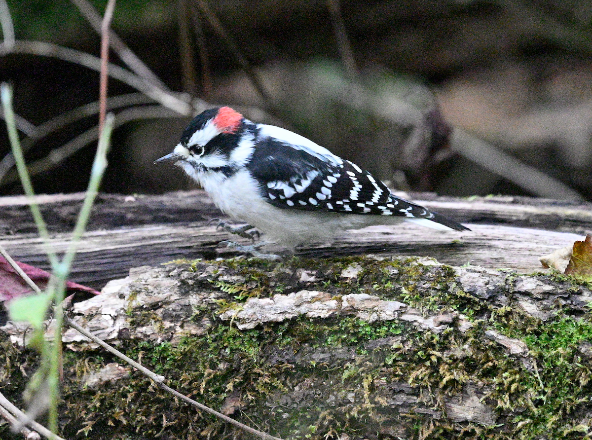 Downy Woodpecker - ML624966974