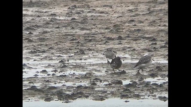 Rock Sandpiper (quarta/tschuktschorum/couesi) - ML624966976