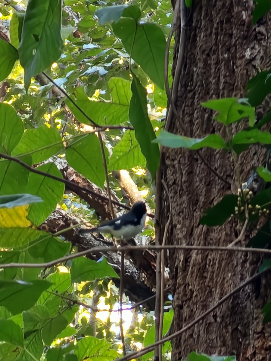 Black-throated Blue Warbler - ML624966996