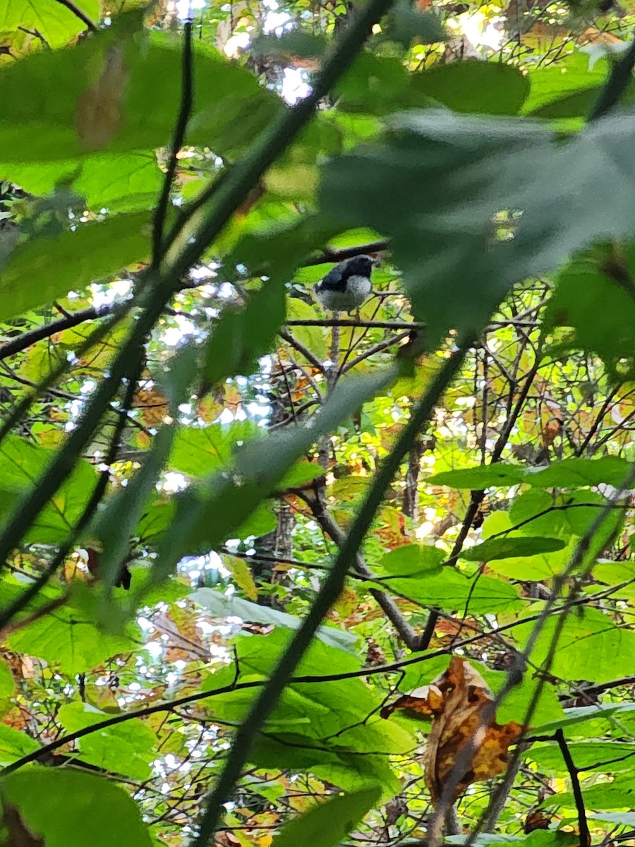 Black-throated Blue Warbler - ML624967001