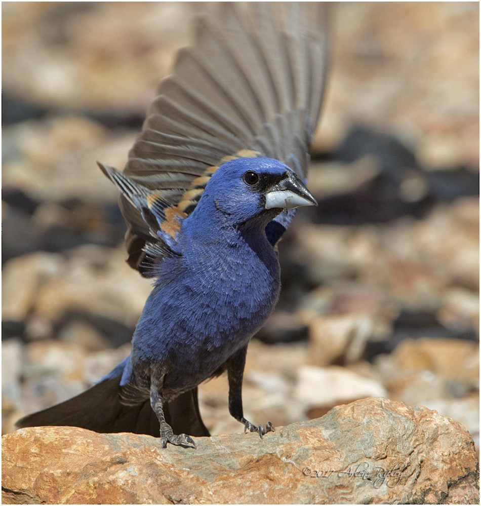 Blue Grosbeak - Arlene Ripley