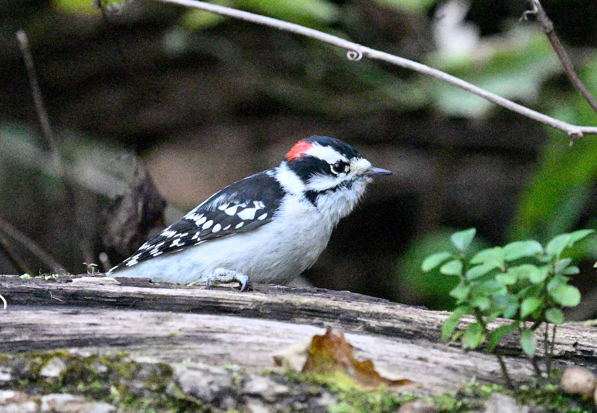 Downy Woodpecker - ML624967010