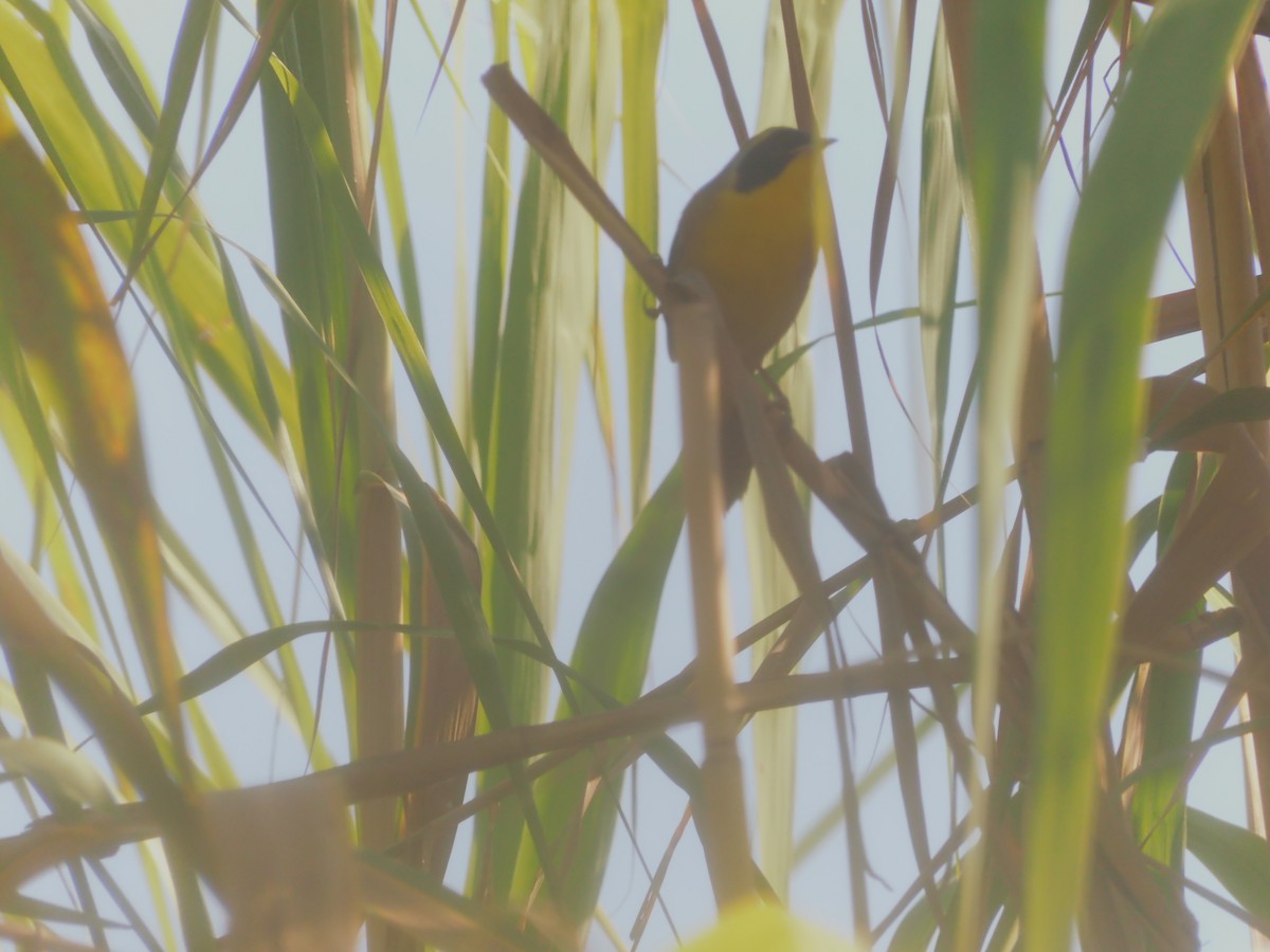 Belding's Yellowthroat - ML624967248