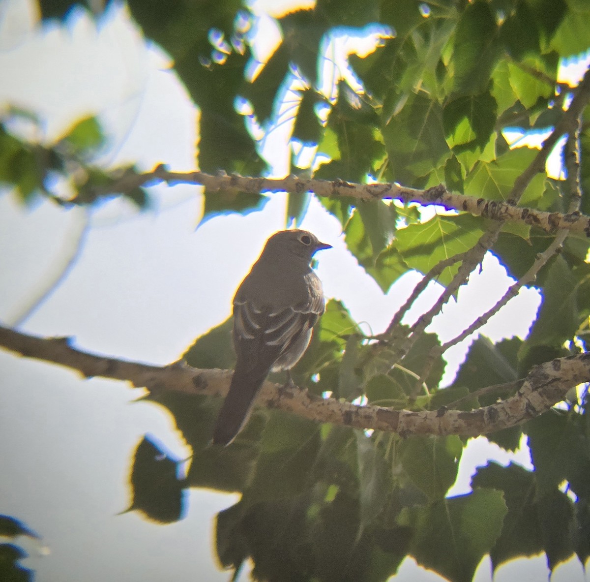 Townsend's Solitaire - ML624967288