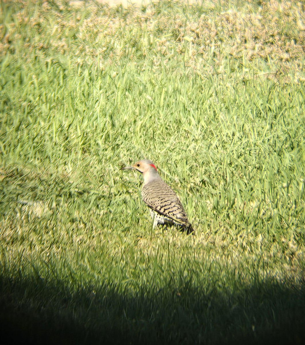 Northern Flicker (Yellow-shafted) - ML624967310