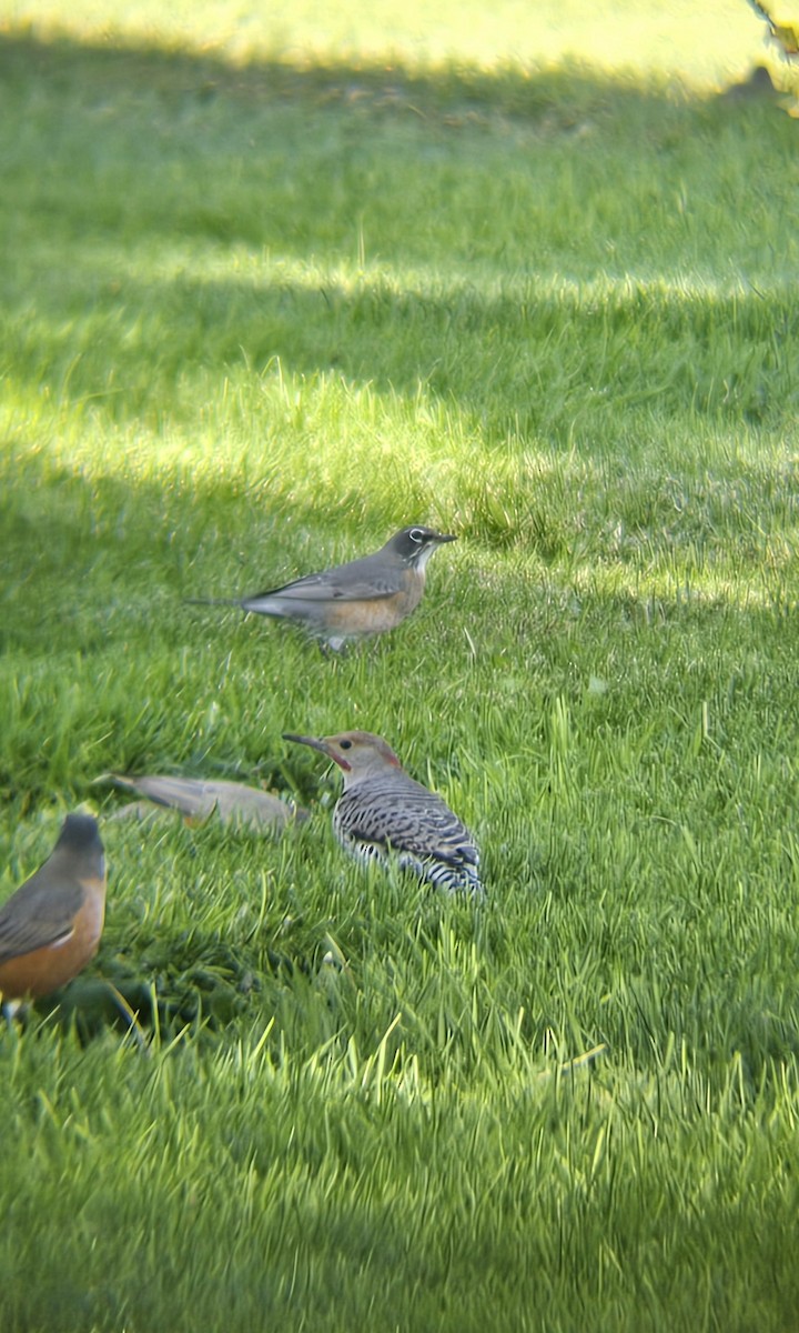 Northern Flicker (Yellow-shafted x Red-shafted) - ML624967315