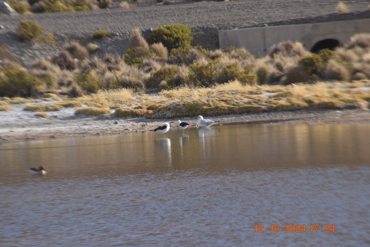 Andean Avocet - Reynaldo Valdivia Reyes