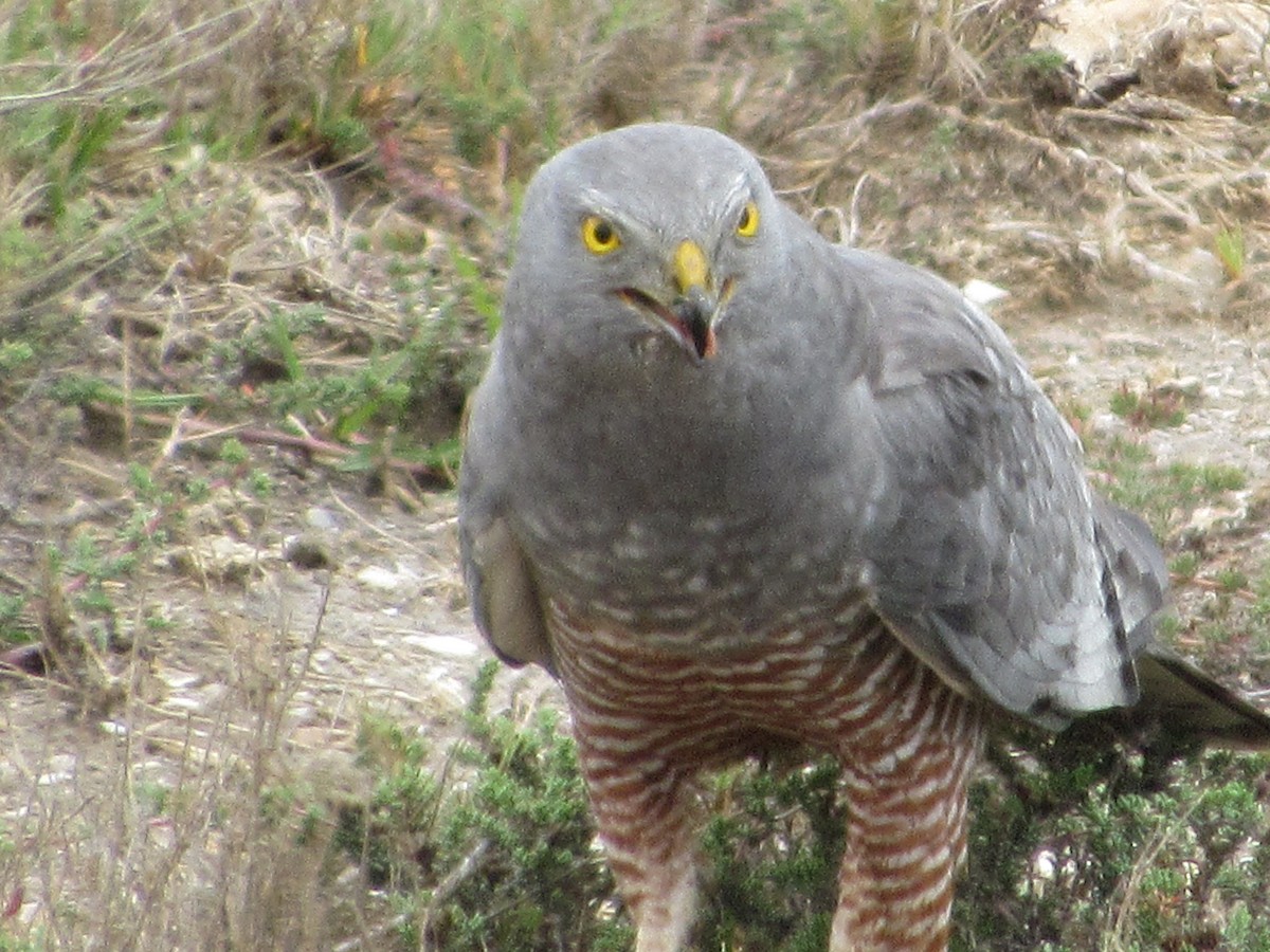 Cinereous Harrier - ML624967617