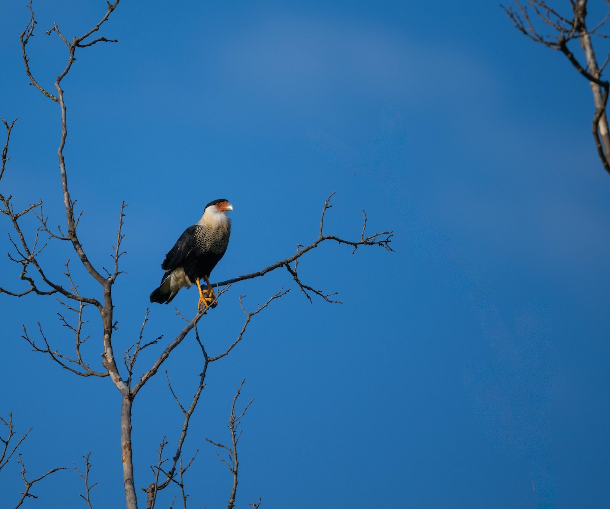 Crested Caracara - ML624967890