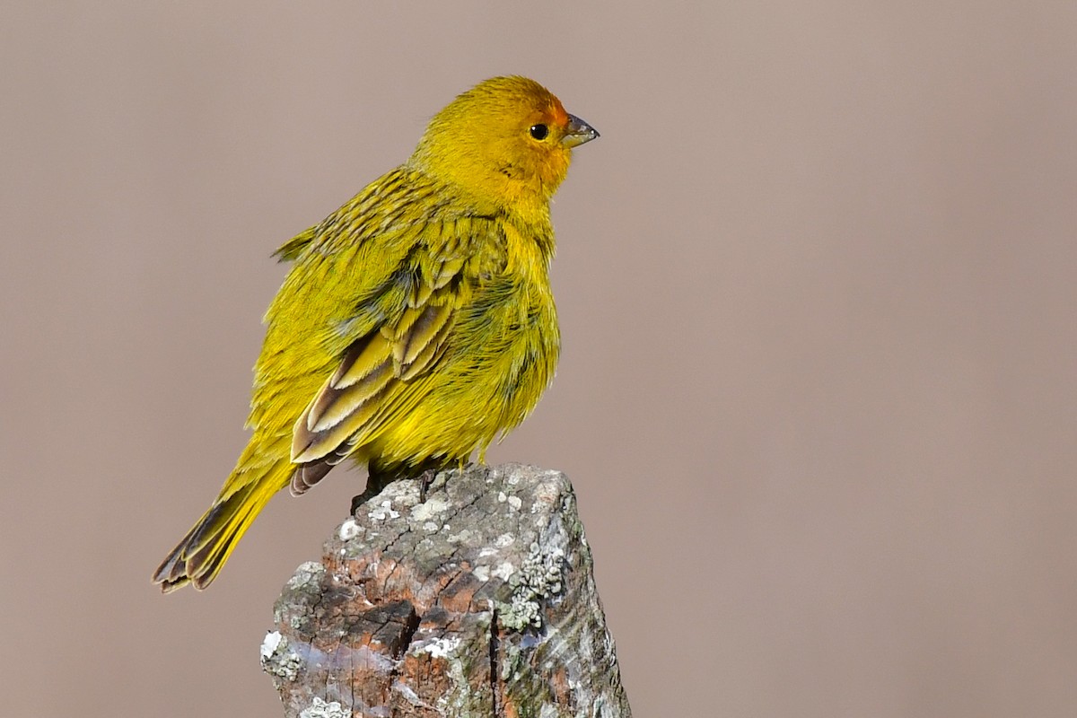 Saffron Finch - ML624968070