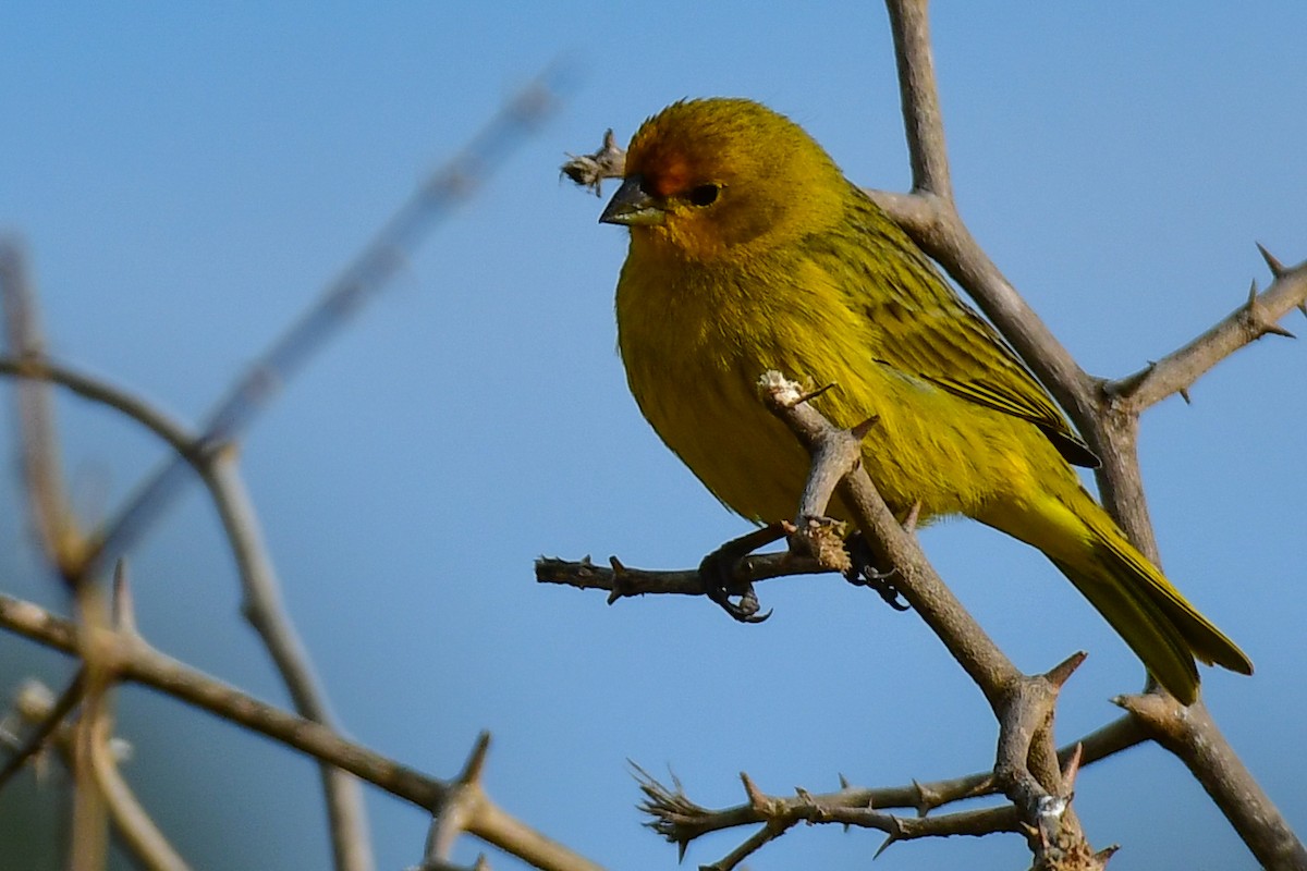 Saffron Finch - ML624968071