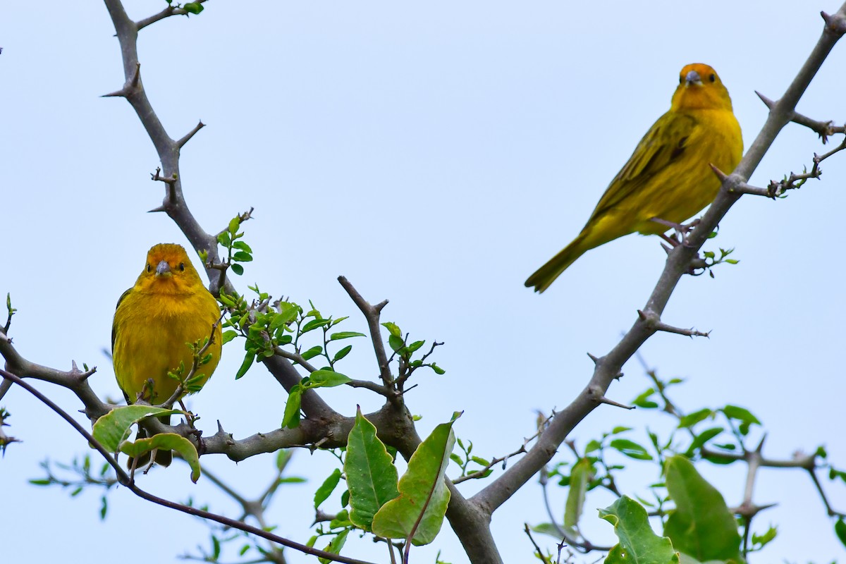 Saffron Finch - ML624968072