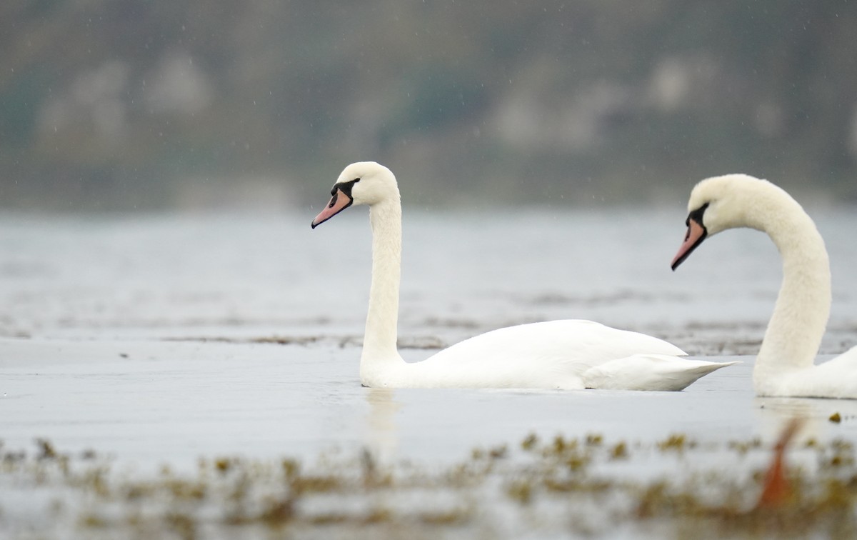 Mute Swan - Nathanael Poffley