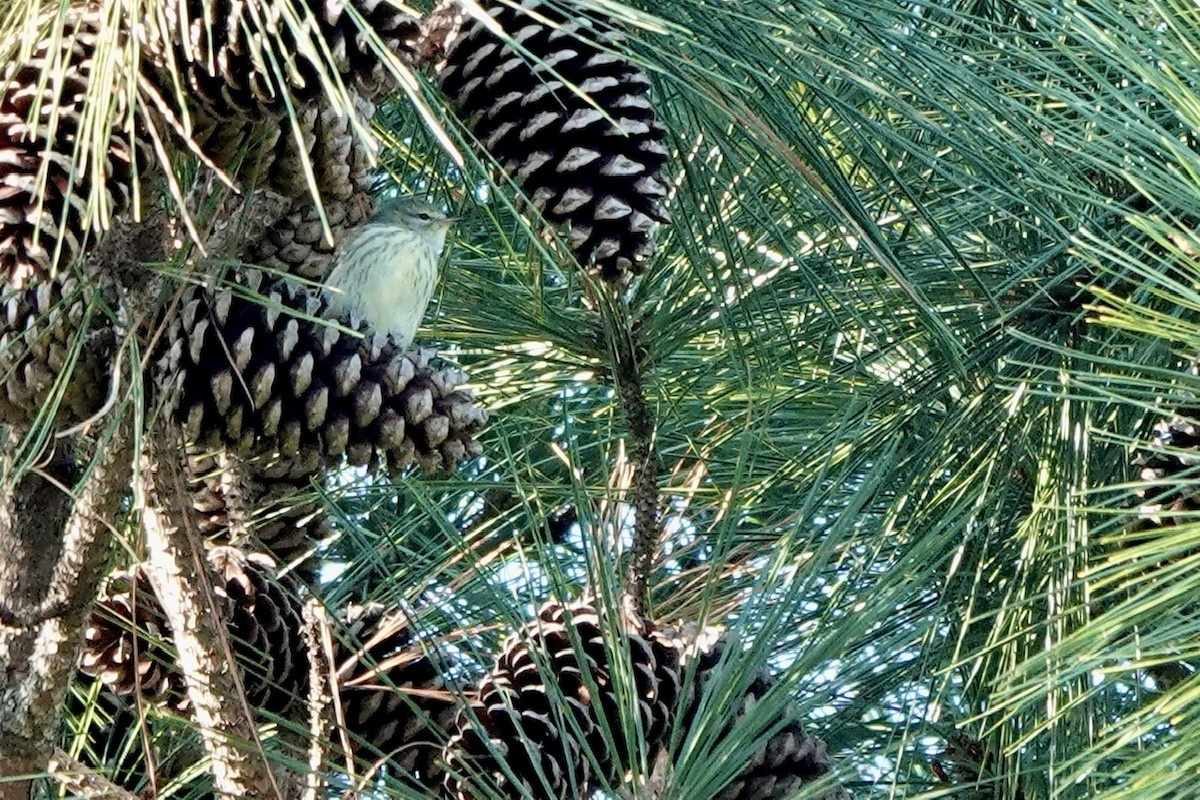 Cape May Warbler - ML624968157