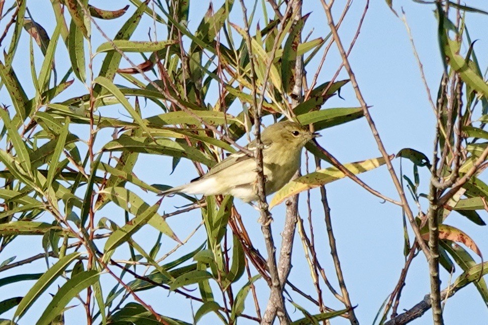 Blackpoll Warbler - ML624968194