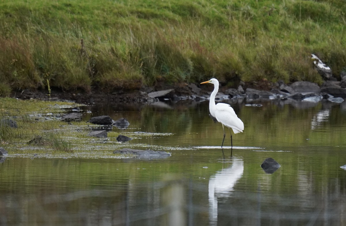 Great Egret - Nathanael Poffley