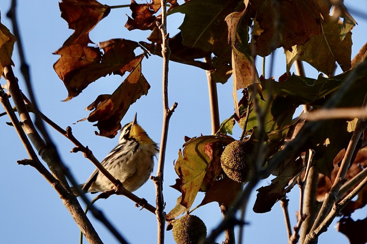 Yellow-throated Warbler - ML624968226