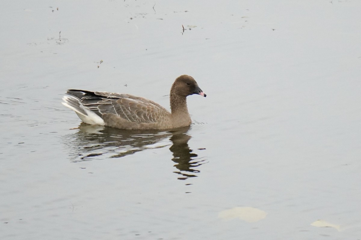 Pink-footed Goose - ML624968261