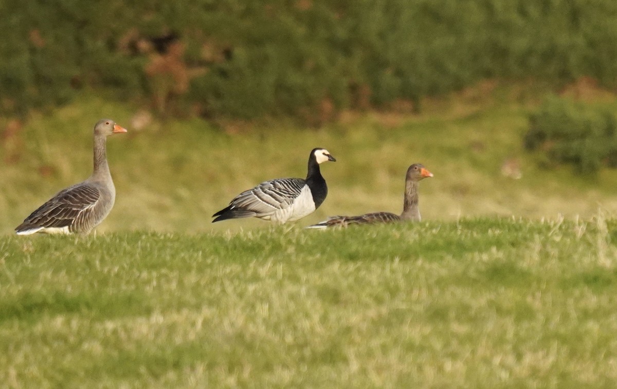 Barnacle Goose - ML624968299