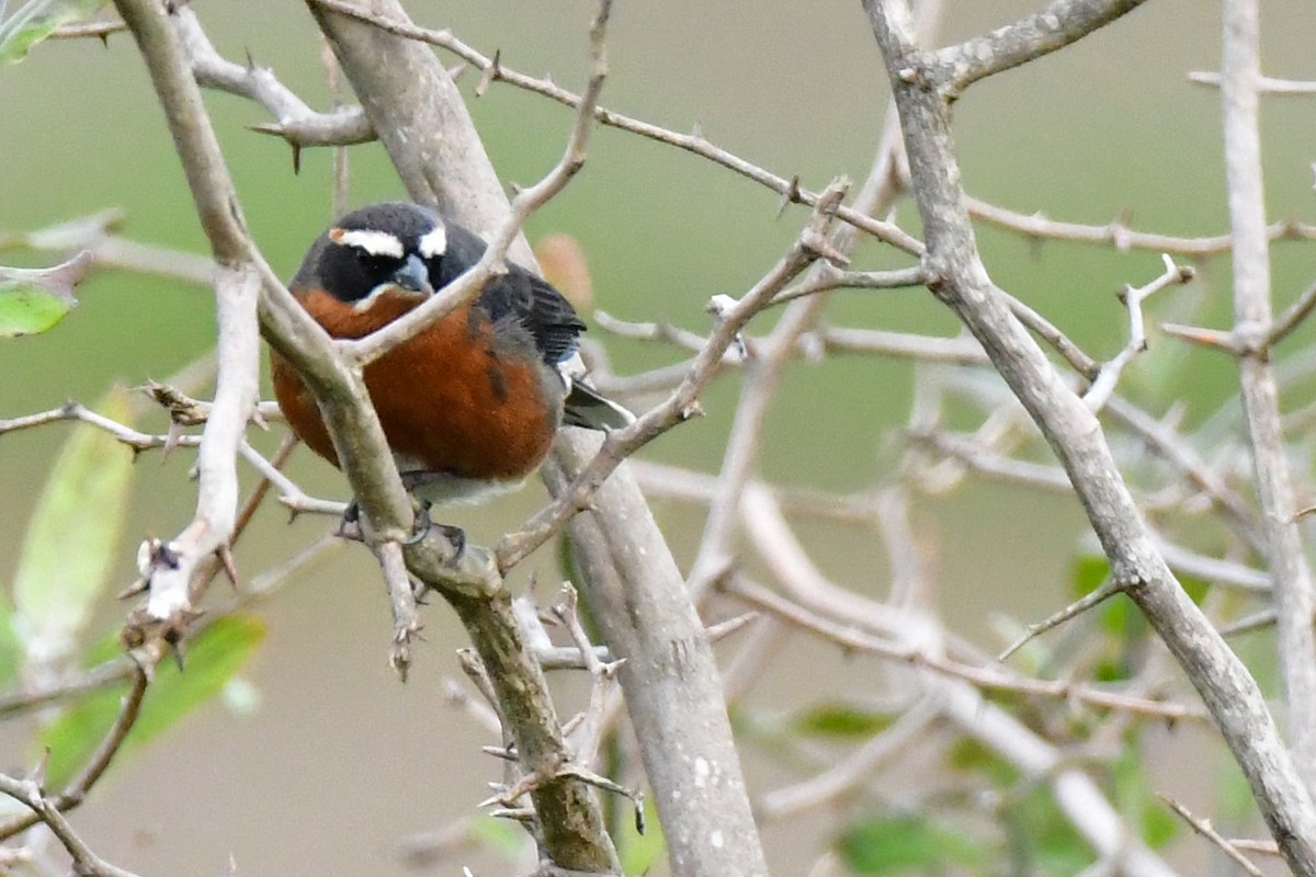 Black-and-rufous Warbling Finch - ML624968374