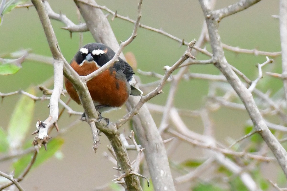 Black-and-rufous Warbling Finch - ML624968375