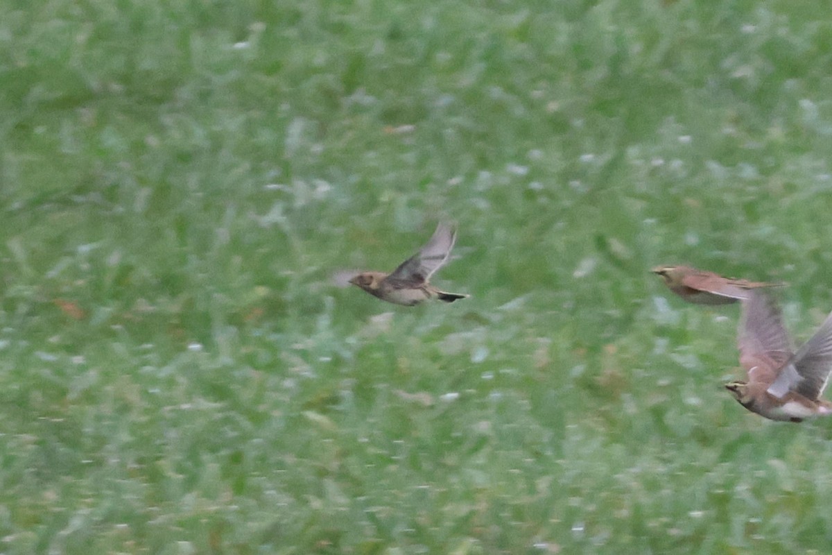 Lapland Longspur - ML624968634