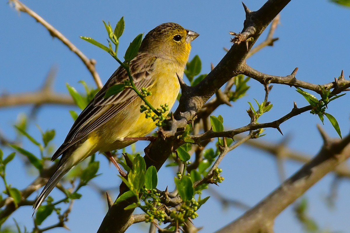 Grassland Yellow-Finch - ML624968843