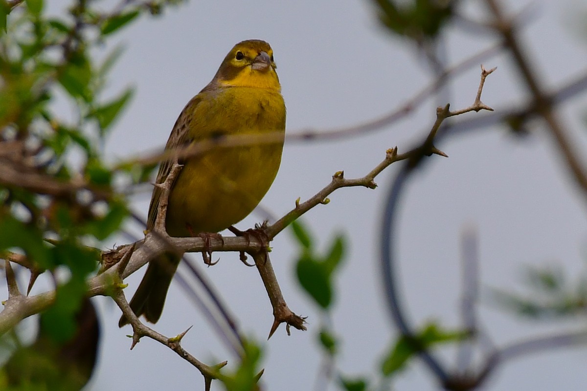 Grassland Yellow-Finch - ML624968844