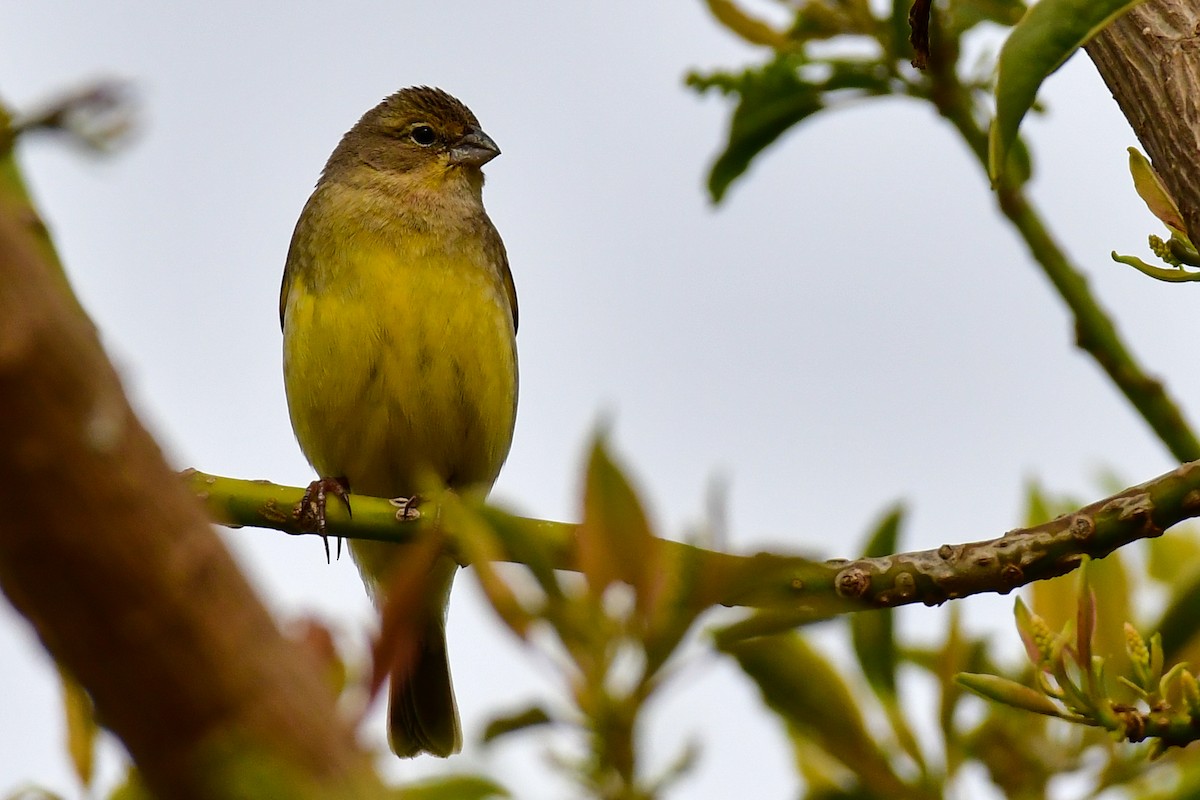 Grassland Yellow-Finch - ML624968845