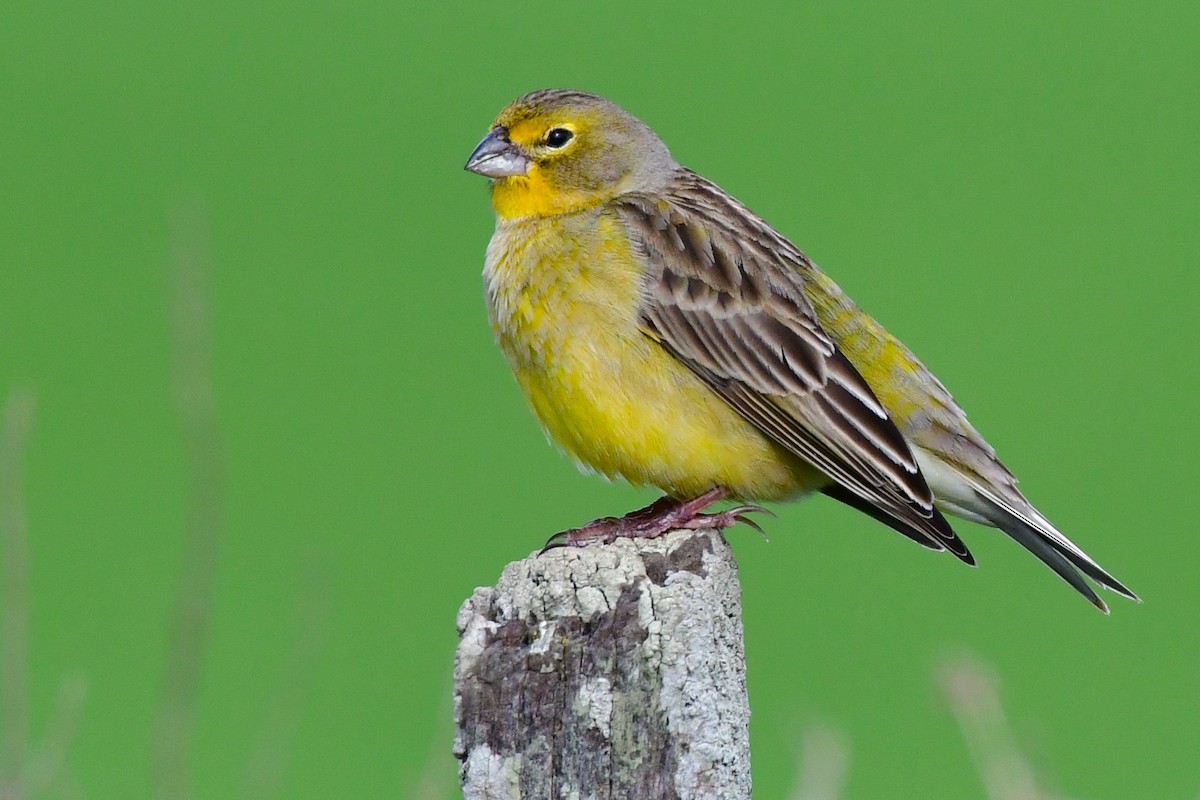 Grassland Yellow-Finch - ML624968846