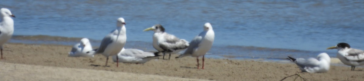 Silver Gull - ML624969001