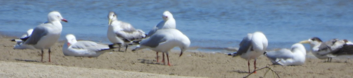 Silver Gull - ML624969002