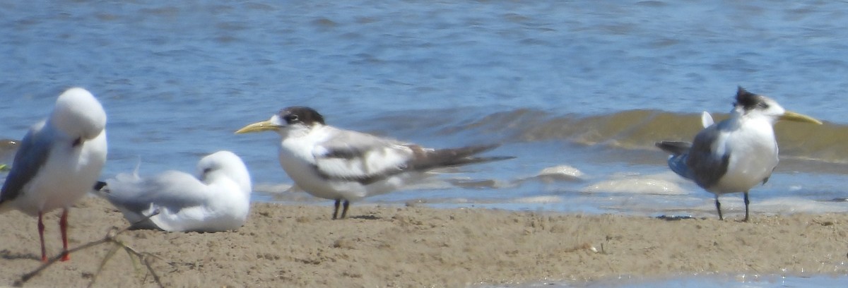 Silver Gull - ML624969003