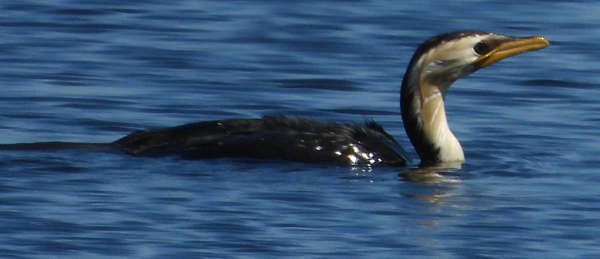 Little Pied Cormorant - ML624969035