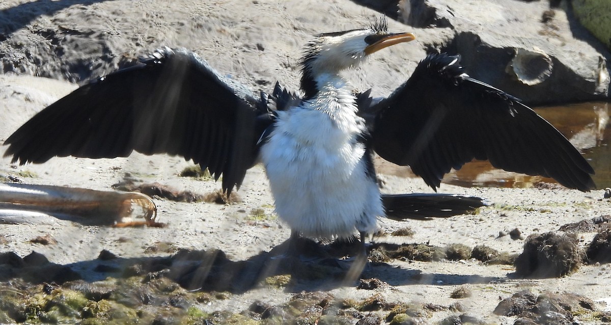 Little Pied Cormorant - ML624969036