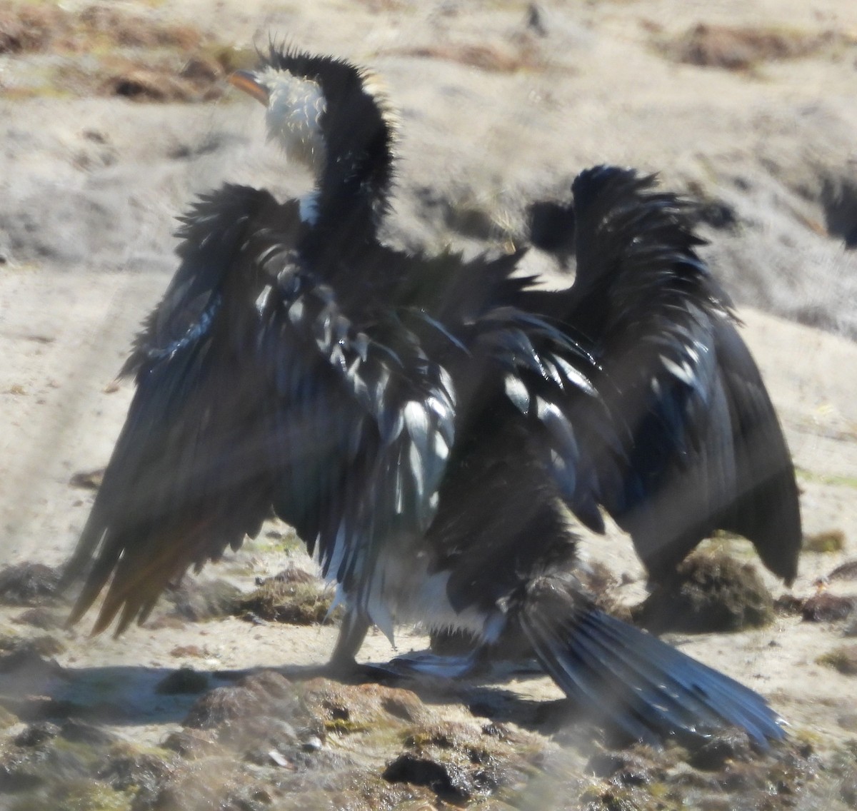 Little Pied Cormorant - ML624969037
