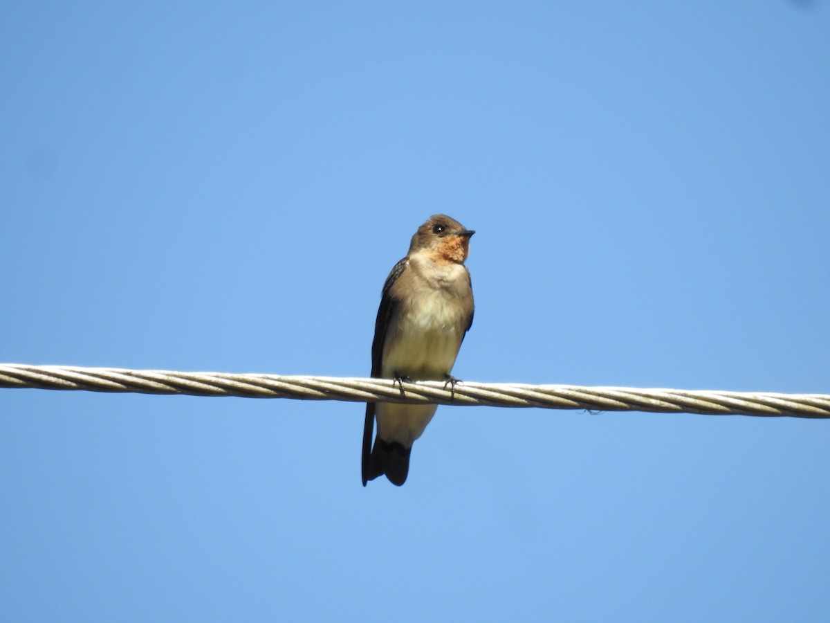 vlaštovka neotropická - ML624969109