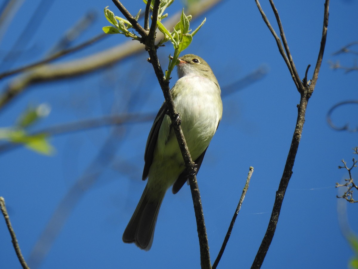 Small-billed Elaenia - ML624969117