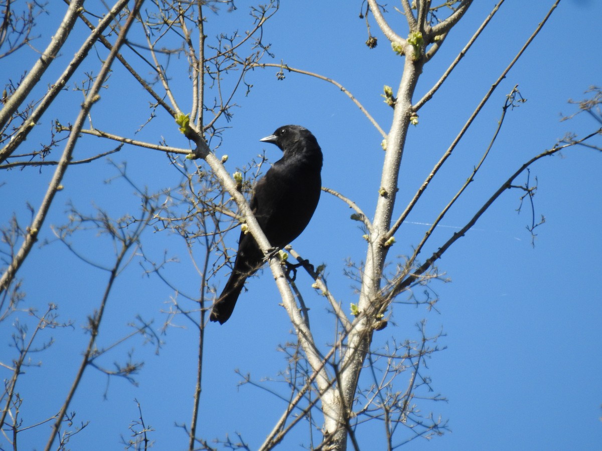 Shiny Cowbird - ML624969124