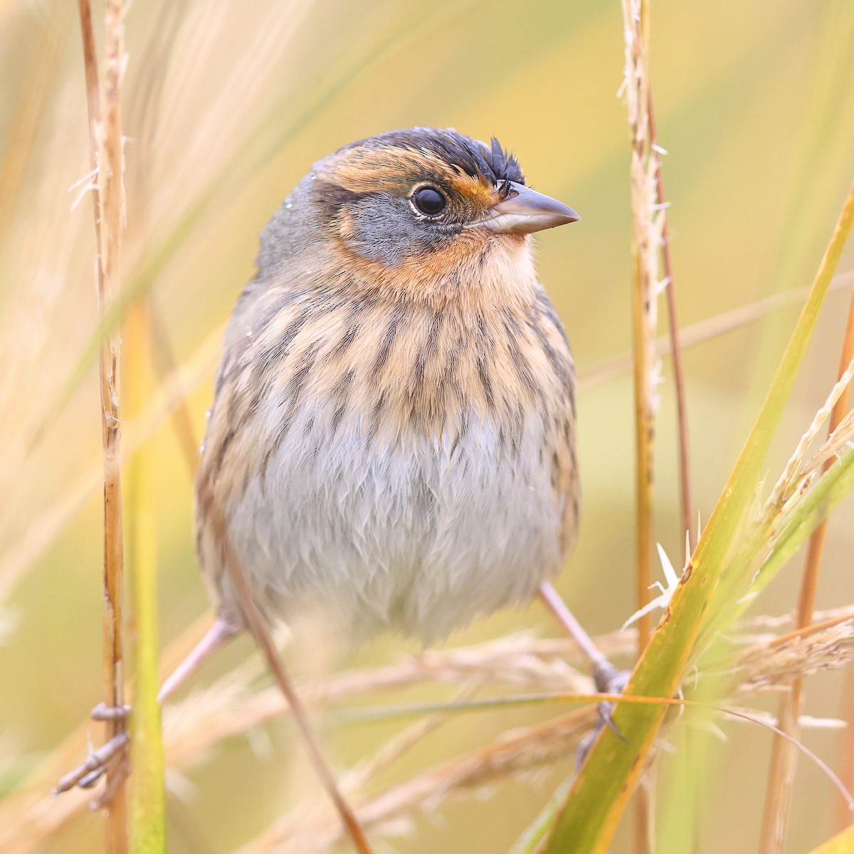 Saltmarsh Sparrow - ML624969148