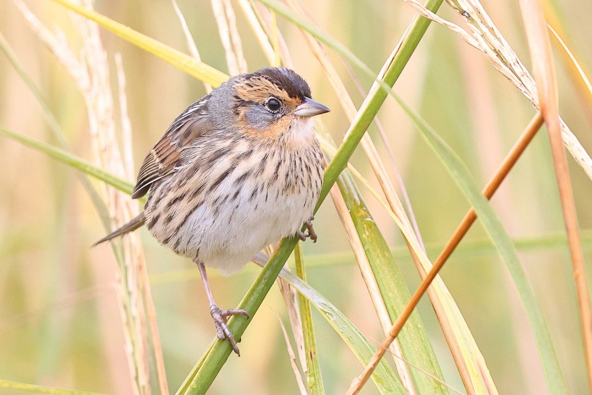 Saltmarsh Sparrow - ML624969195
