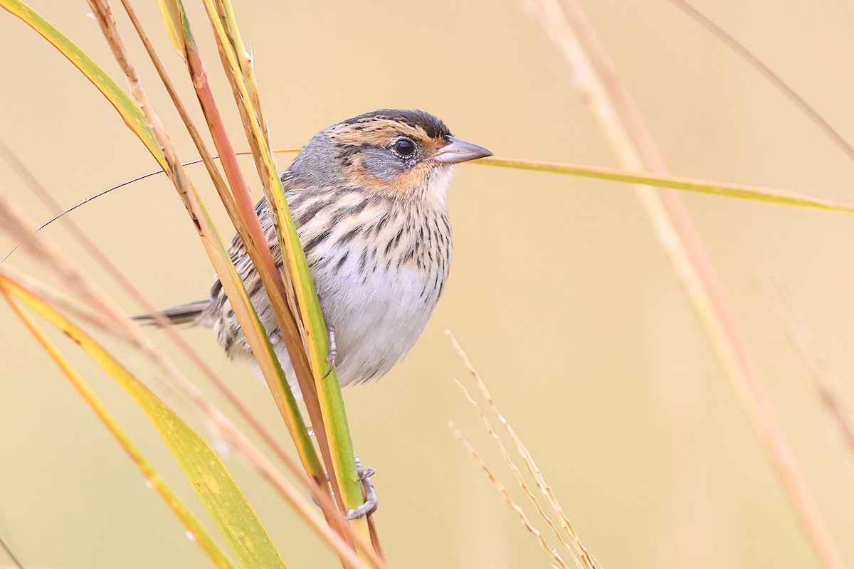 Saltmarsh Sparrow - ML624969196