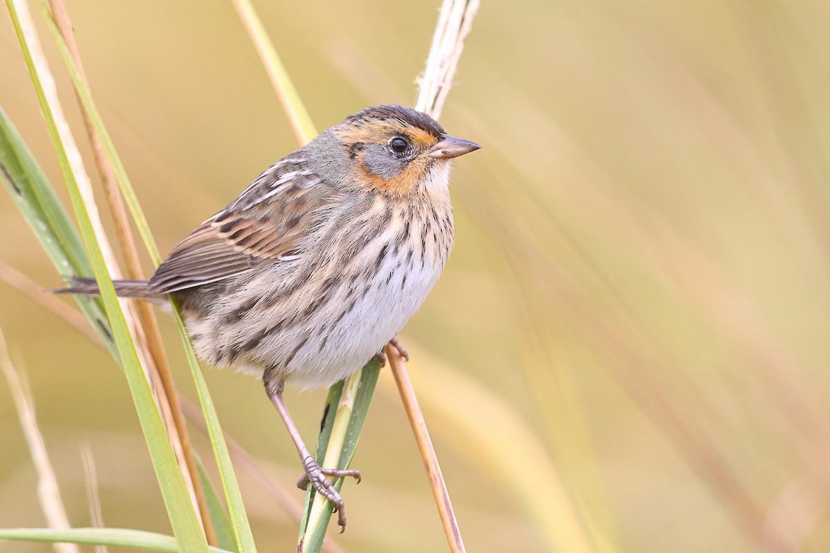 Saltmarsh Sparrow - ML624969198